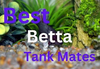 Best betta tank mates