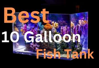 Best 10 gallon fish tank
