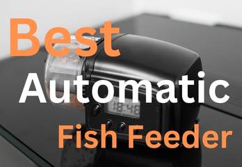 Best automatic fish feeder