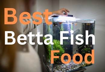Best betta fish food