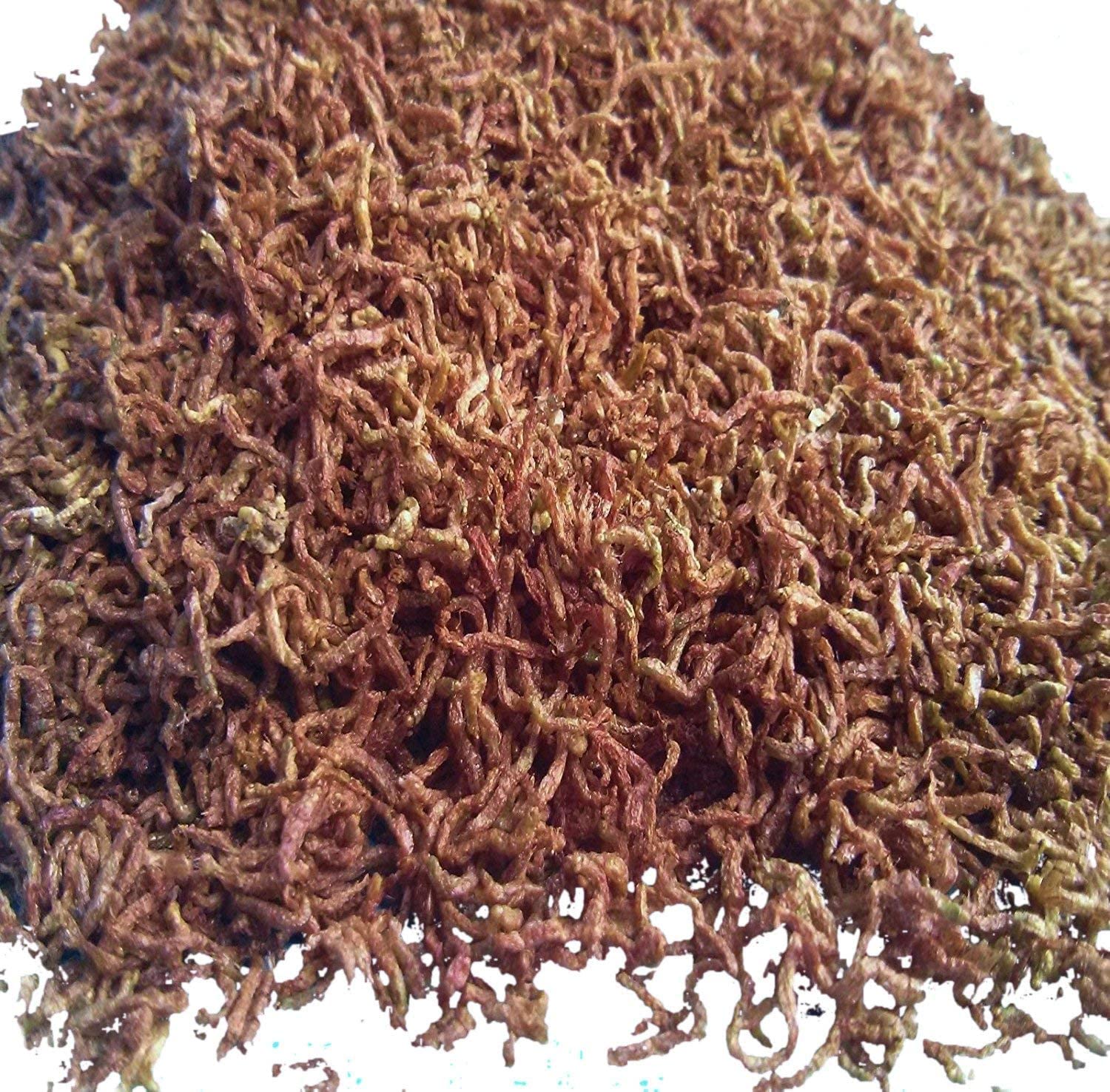 Bloodworms, Freeze Dried Fresh Grade A Floating Bloodworms for betta fish