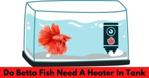Do-Betta-Fish-Need-A-Heater