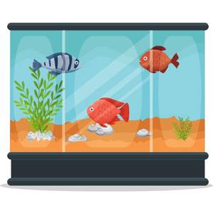 Fish in tank