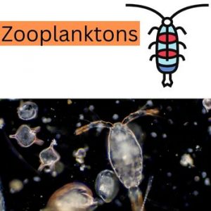 Zooplanktons