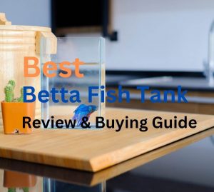 best Betta Fish Tank