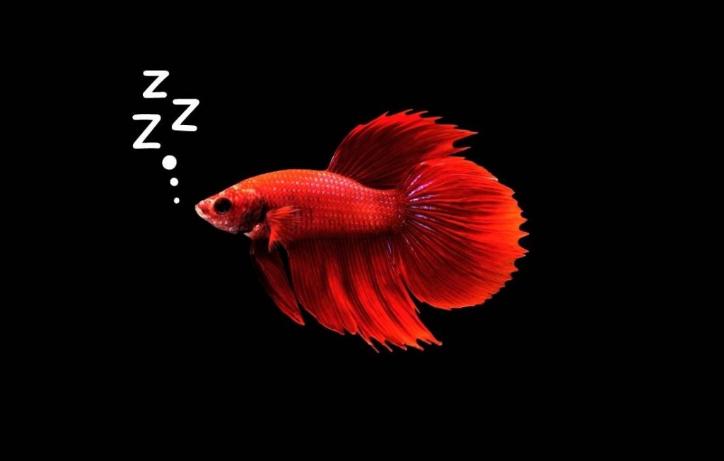 betta fish sleep
