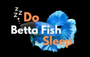 do betta fish sleep