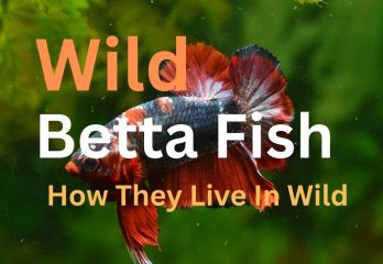 wild betta fish