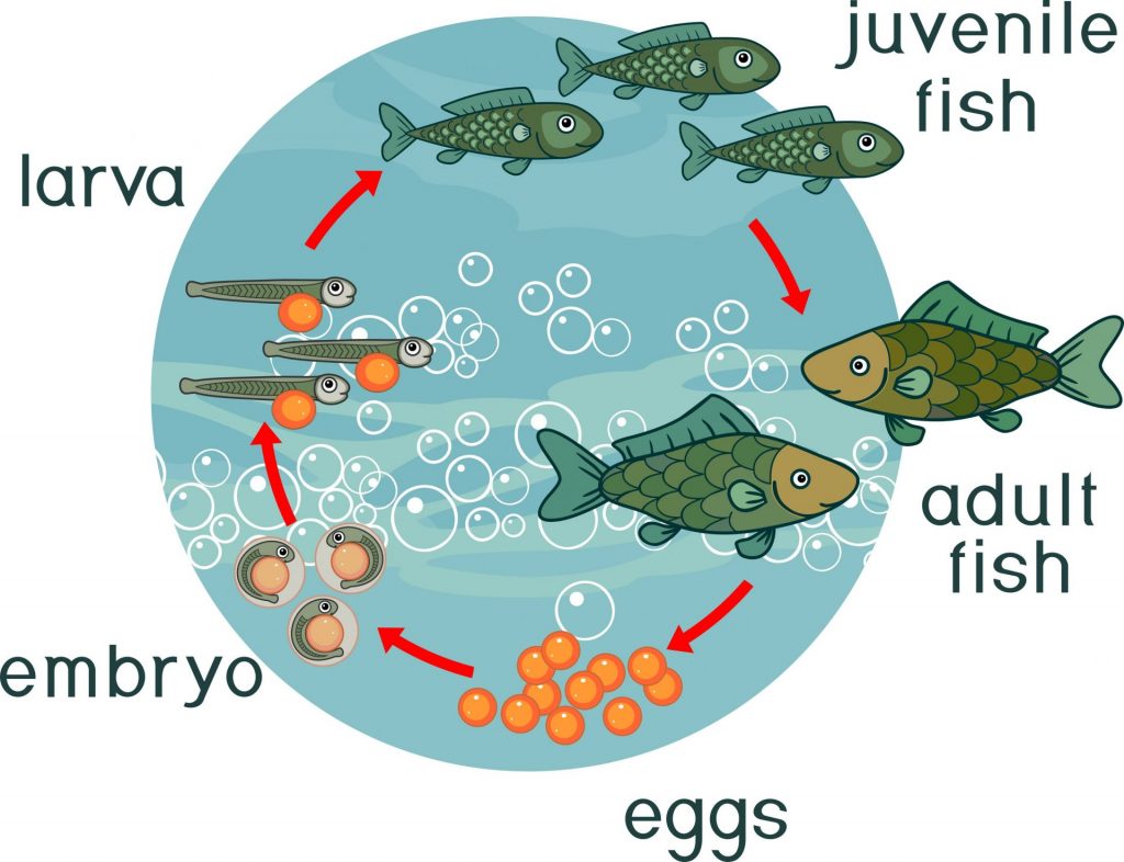 betta fish life cycle