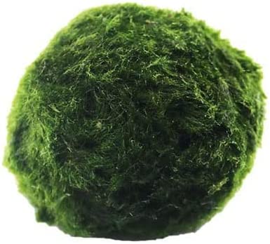 Decorative Moss Balls for Fish Tank