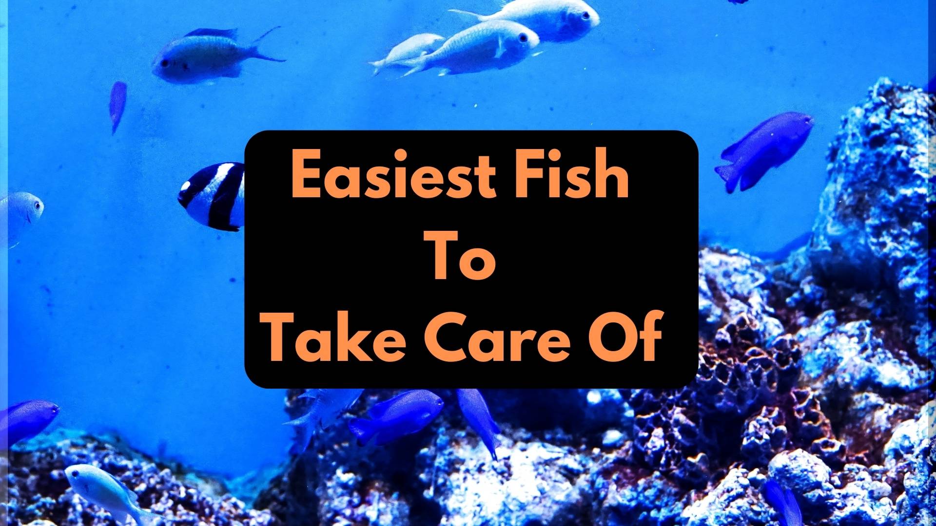 11 Easiest Fish to Take Care Of For Beginners