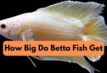 How Big Do Betta Fish Get