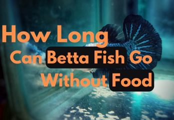 How Long can betta fish go without food