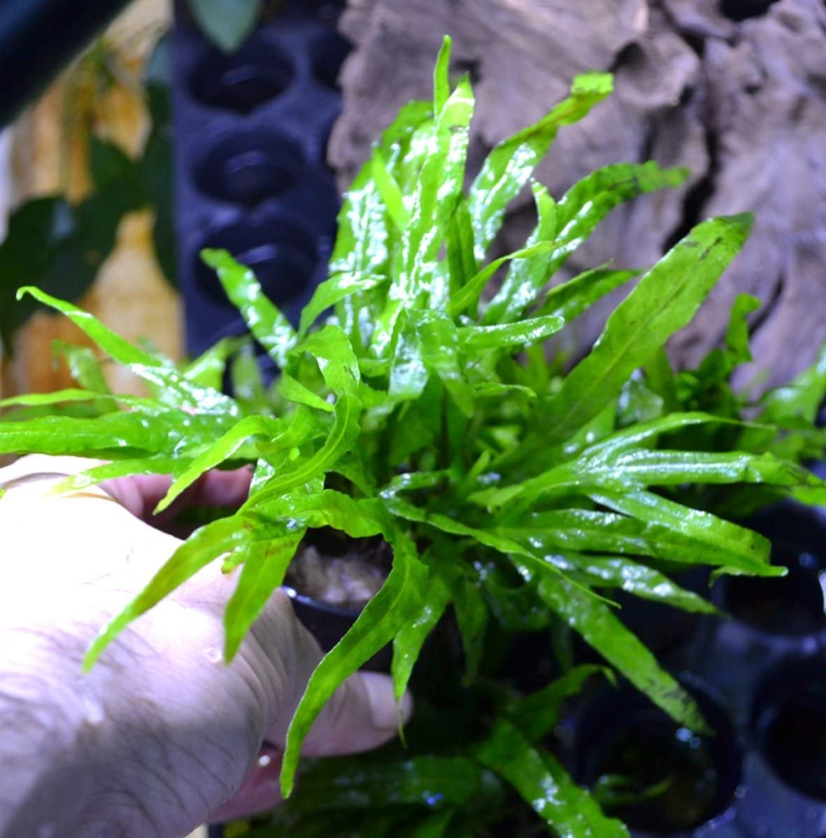 Mainam Microsorum Thin Leaf Tropical plant