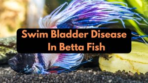 Swim Bladder Disease In Betta