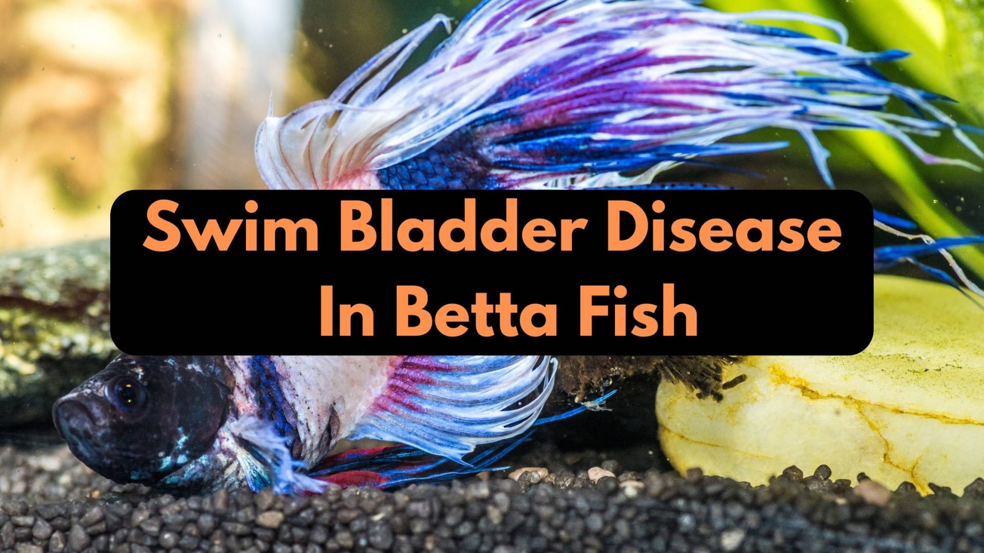 Swim Bladder Disease In Betta Fish 