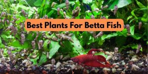 best plants for betta fish