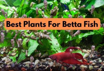 best plants for betta fish