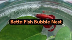 betta fish bubble nest