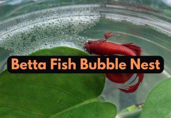 betta fish bubble nest