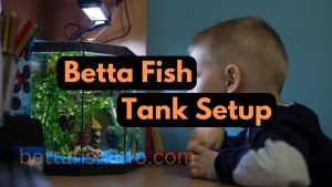 betta fish tank setup