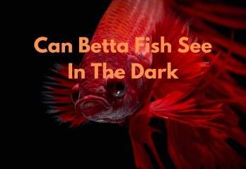 can betta fish see in the dark