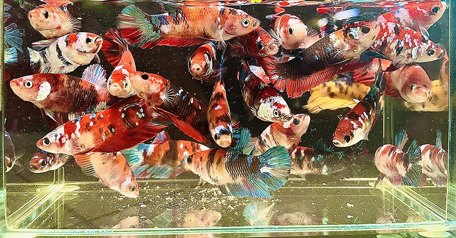 Female Koi Betta Fish