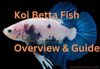 koi betta fish