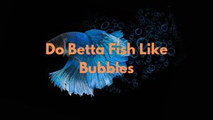 Do Betta Fish Like Bubbles