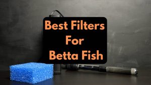 best filters for betta fish