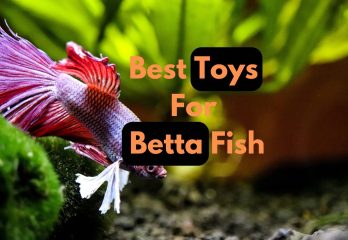best toys for betta fish