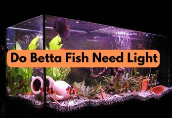 Do Betta Fish Need Light
