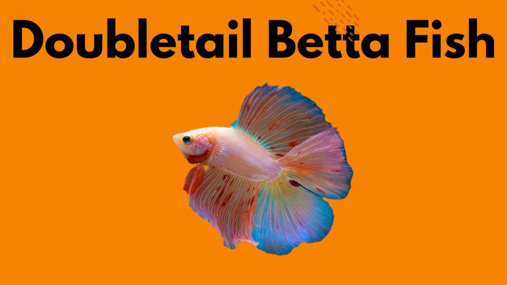 Doubletail Betta Fish