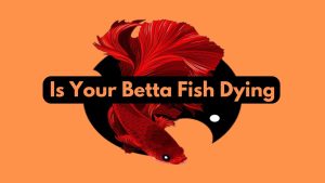 Is Your Betta Fish Dying
