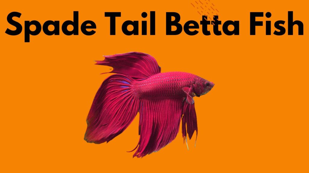 Spade tail Betta Fish