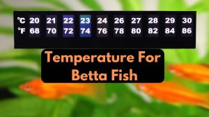 Temperature for betta fish