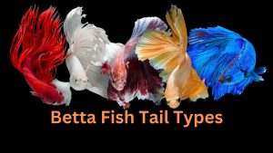 betta fish tail types