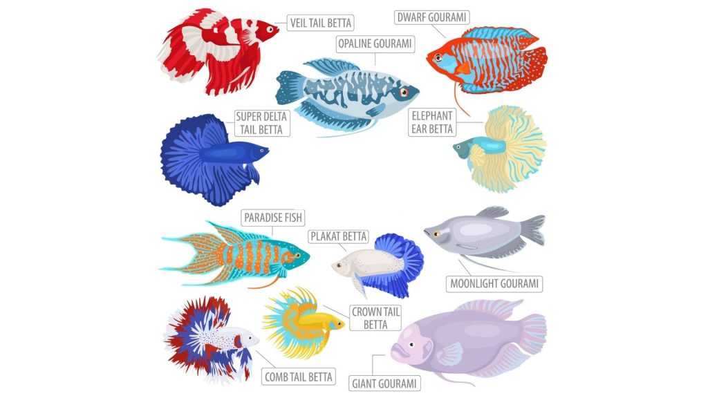 betta fish tail types