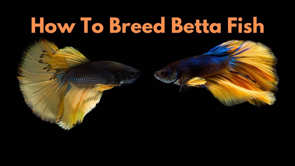 breed betta fish