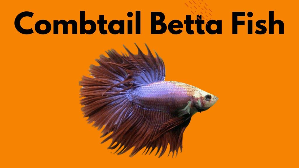 combtail Betta Fish