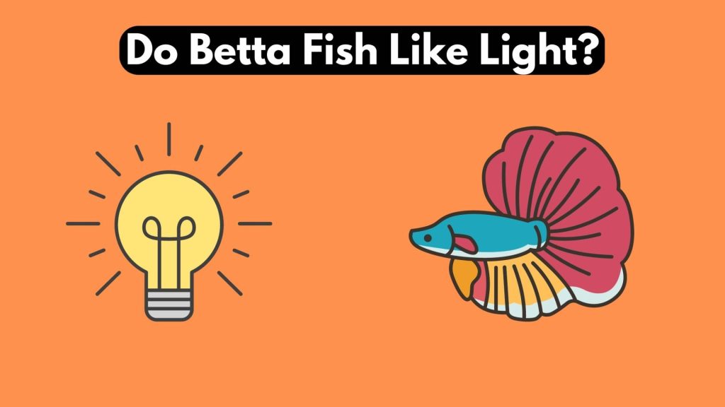 do betta fish like light