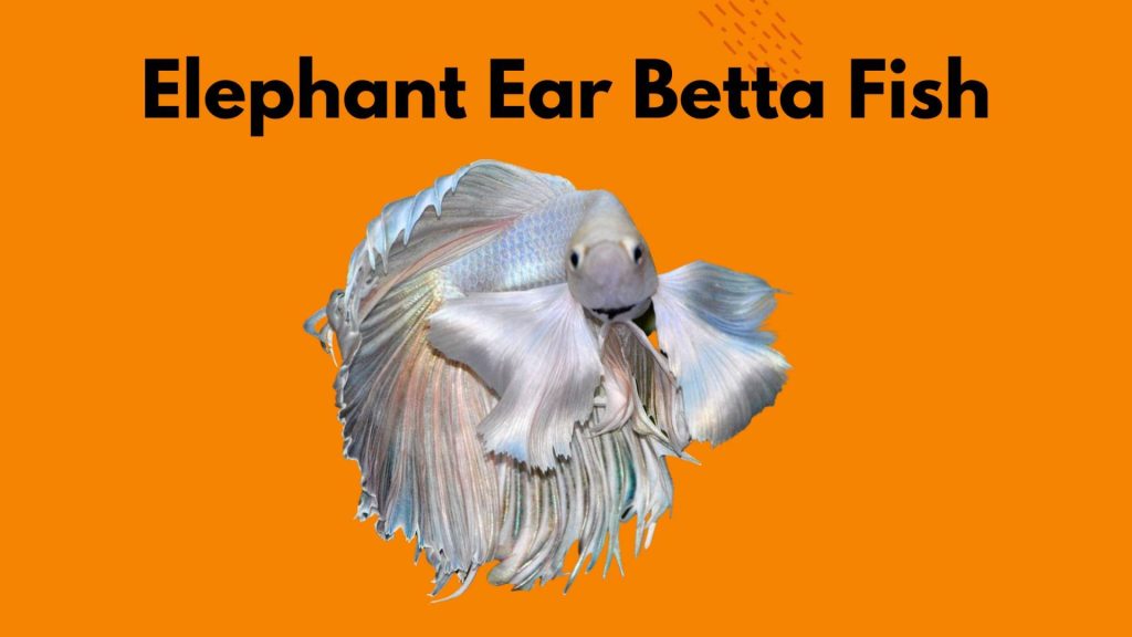 elephant ear Betta Fish