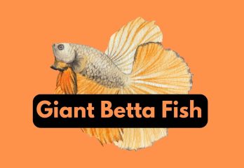 giant betta fish