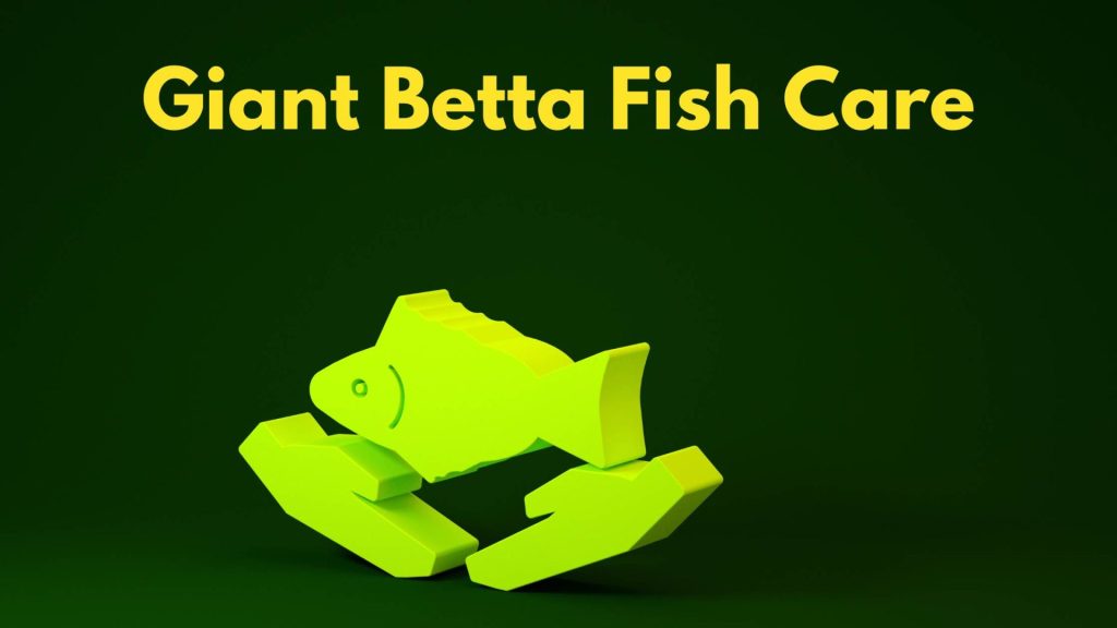 giant betta fish care