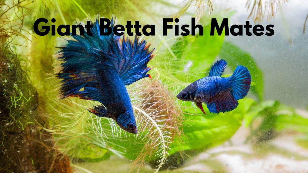 giant betta fish mates