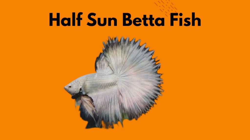 half sun Betta Fish