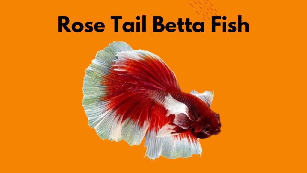 rose tail Betta Fish