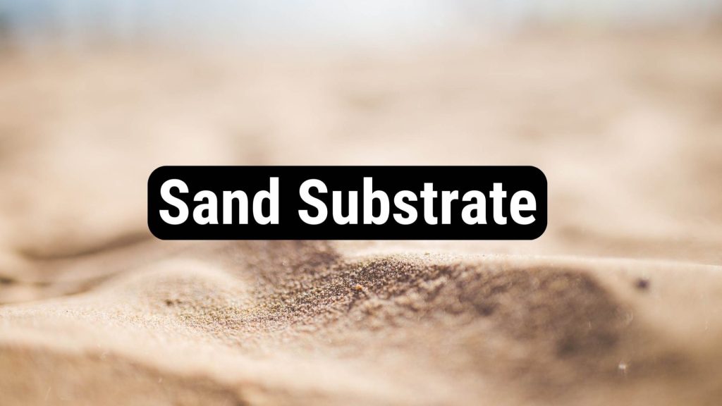 sand substrate