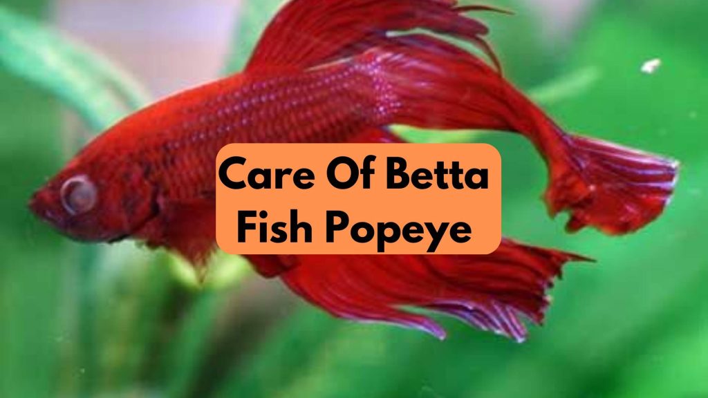 Care Of Betta Fish Popeye