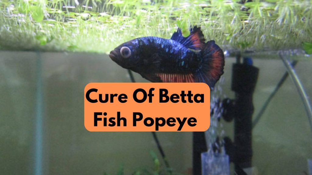 Cure Of Betta Fish Popeye